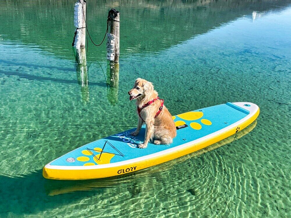 SUP mit Hund in Salzburg
